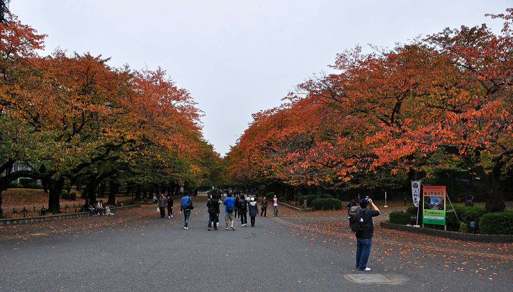 DSC90_22748NW.jpg - Podzim v parku Ueno