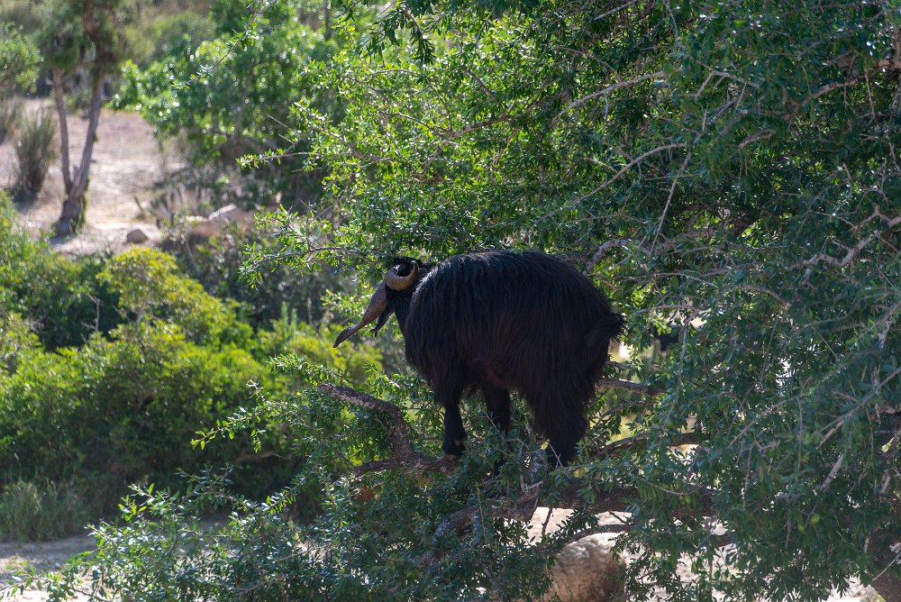 DSC75_28121-35.jpg - Hledali jsme údolí a našli kozy na stromech