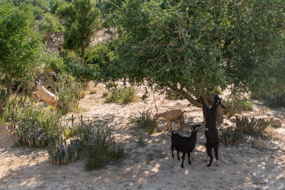 DSC75_28128-41.jpg - Hledali jsme údolí a našli kozy na stromech