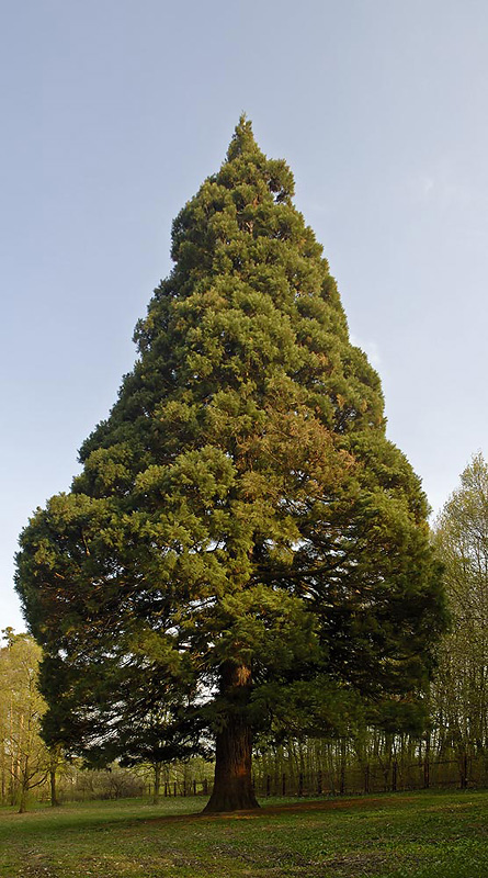 DSC_6835NWX.jpg - Sekvojovec obrovský (Sequoiadendron giganteum) - dominanta parku, výška: 50 m, věk: 145 roků